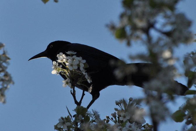 Photo (17): Boat-tailed Grackle
