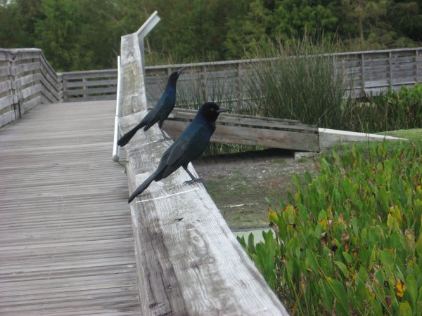 Photo (13): Boat-tailed Grackle