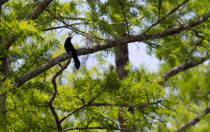 Photo (20): Boat-tailed Grackle