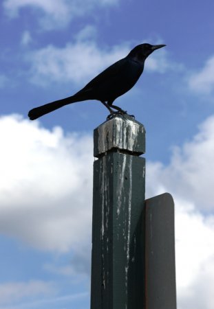 Photo (19): Boat-tailed Grackle