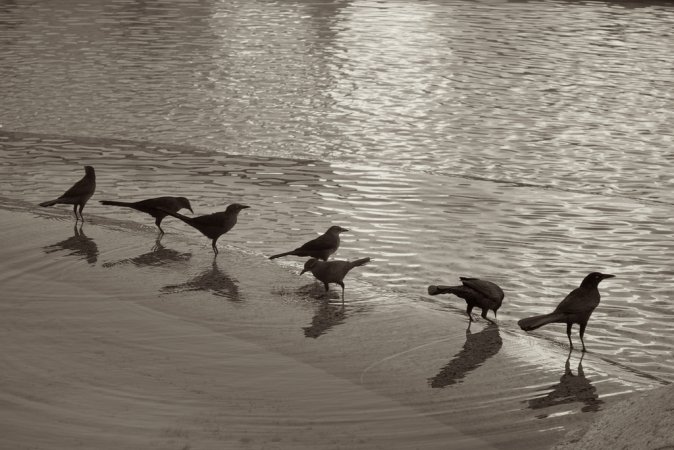 Photo (18): Great-tailed Grackle