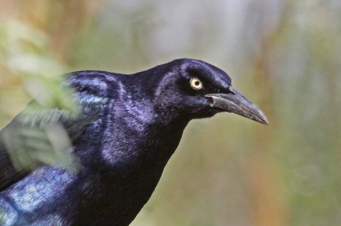 Photo (9): Great-tailed Grackle