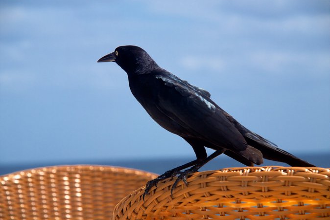 Photo (19): Great-tailed Grackle