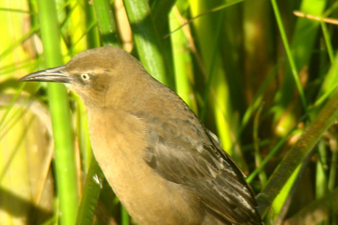 Photo (16): Great-tailed Grackle