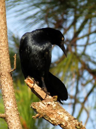Photo (14): Great-tailed Grackle