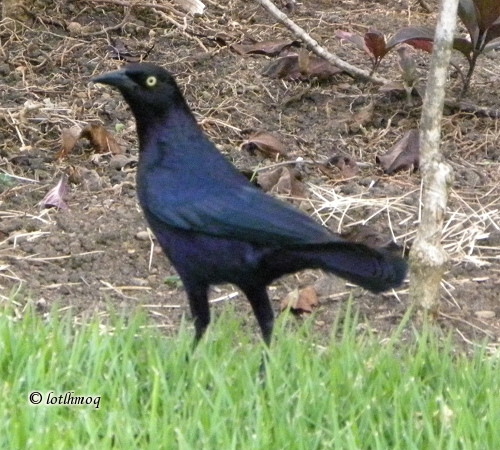 Photo (13): Greater Antillean Grackle
