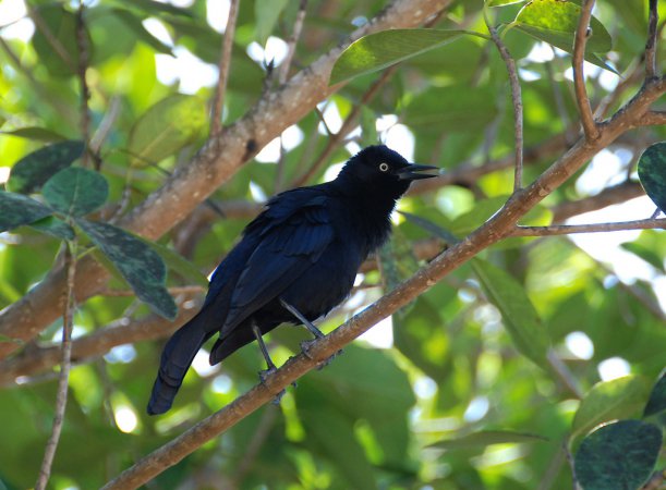 Photo (6): Greater Antillean Grackle