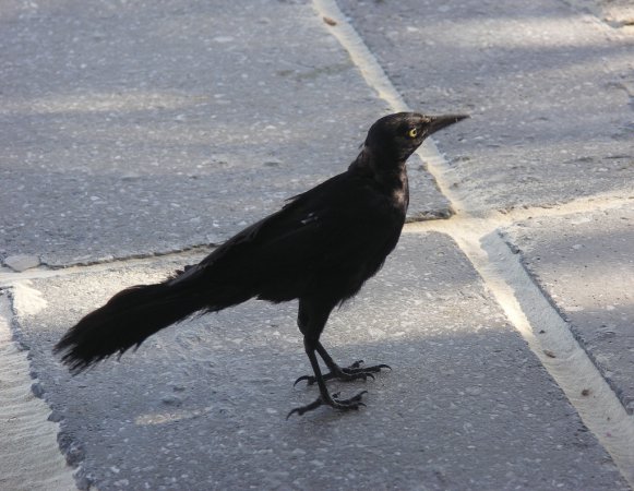 Photo (11): Greater Antillean Grackle