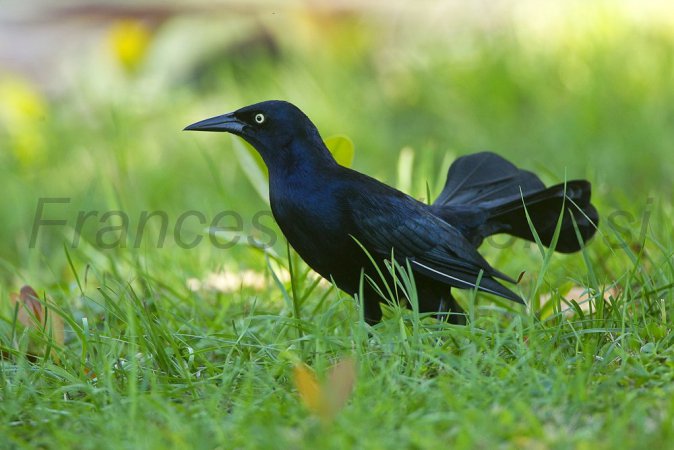 Photo (5): Greater Antillean Grackle