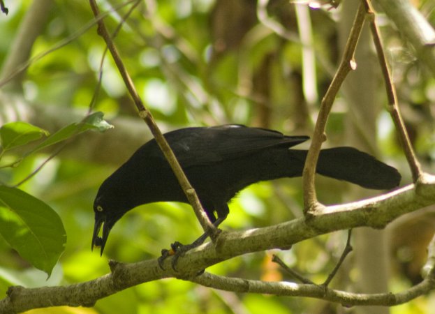 Photo (10): Greater Antillean Grackle