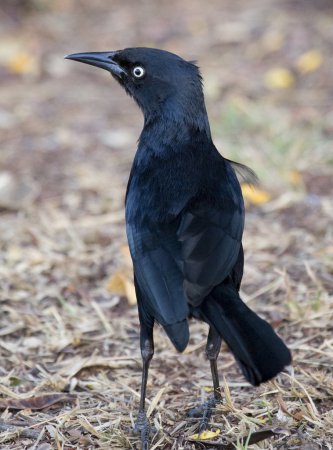 Photo (3): Greater Antillean Grackle