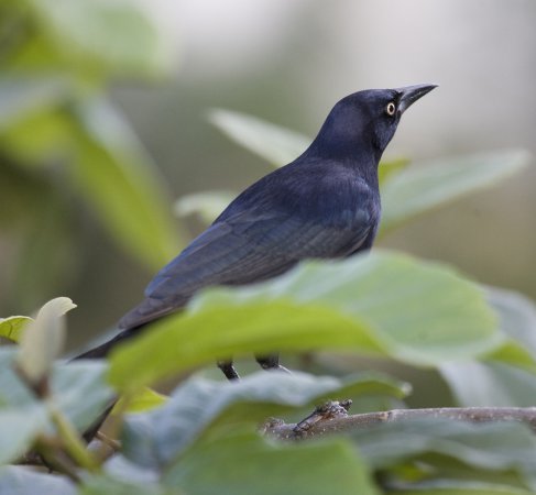Photo (7): Greater Antillean Grackle