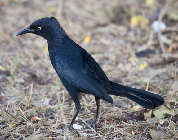 Photo (2): Greater Antillean Grackle
