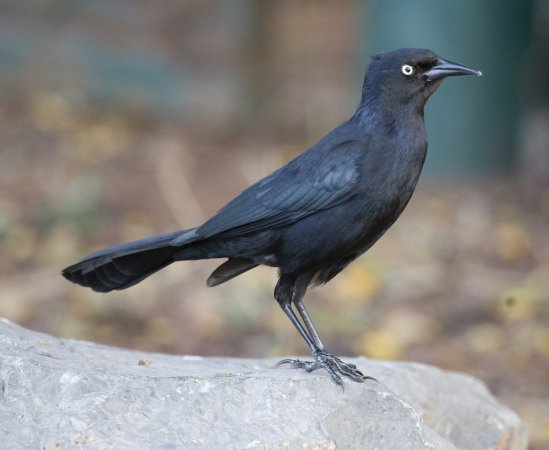 Photo (1): Greater Antillean Grackle