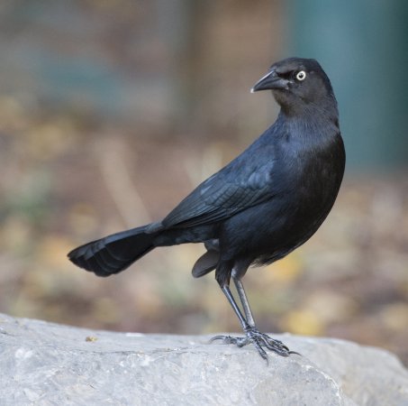 Photo (4): Greater Antillean Grackle