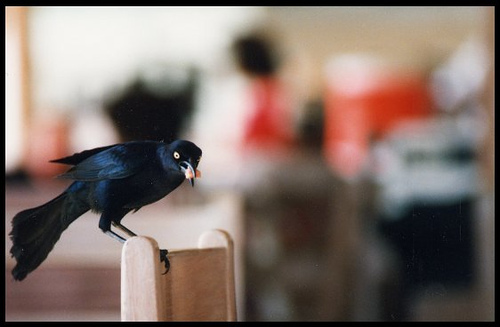 Photo (12): Greater Antillean Grackle