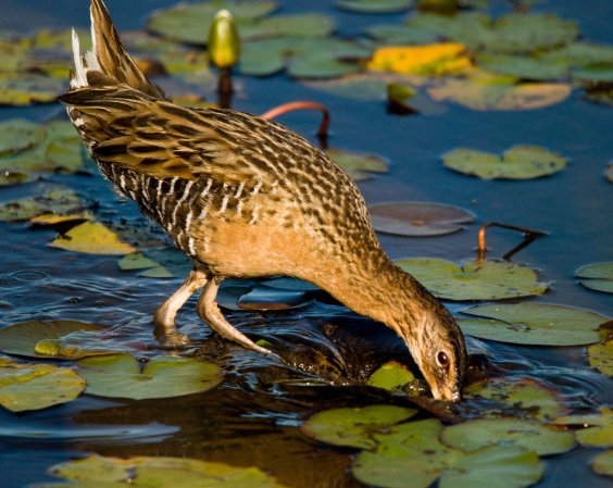 Photo (4): King Rail