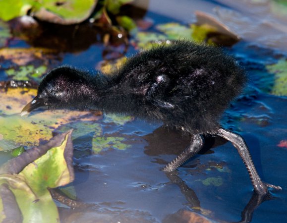 Photo (20): King Rail