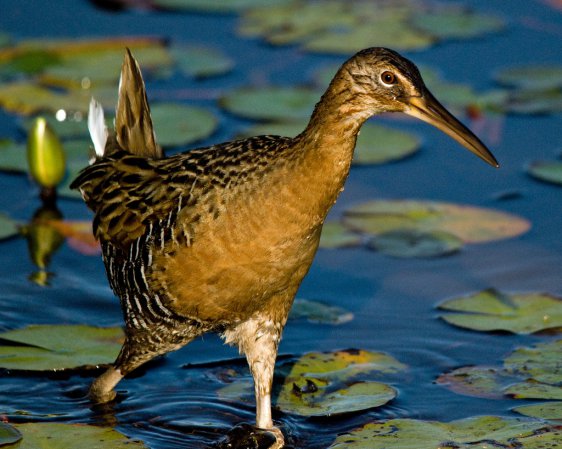 Photo (1): King Rail