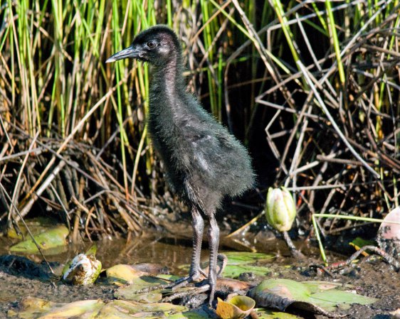 Photo (21): King Rail