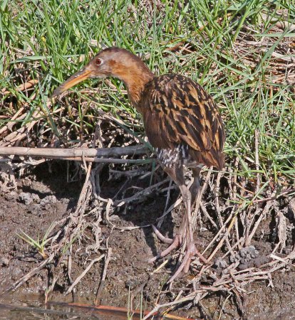 Photo (11): King Rail