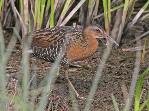 Photo (2): King Rail