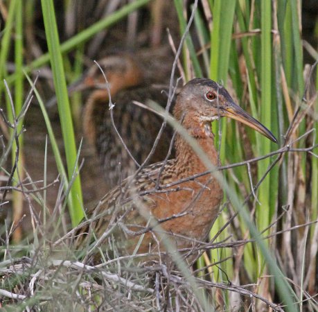 Photo (5): King Rail