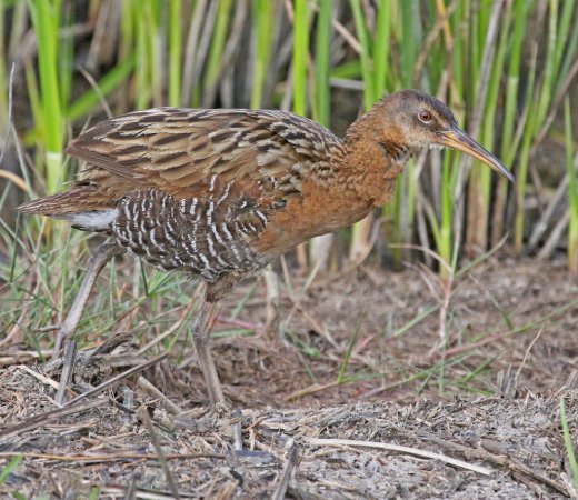 Photo (6): King Rail