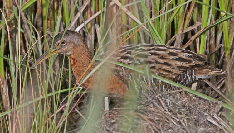 Photo (12): King Rail