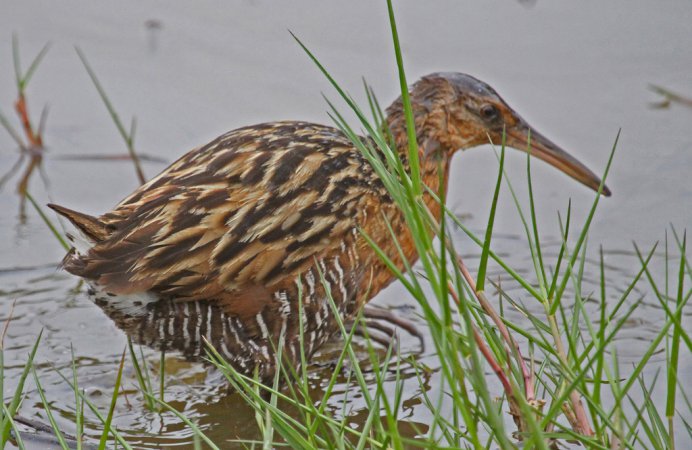 Photo (10): King Rail