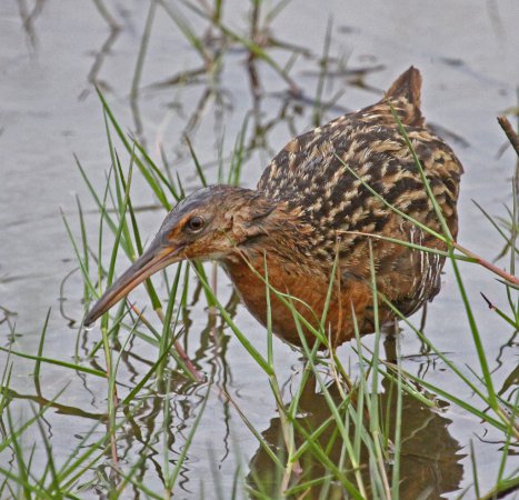 Photo (3): King Rail