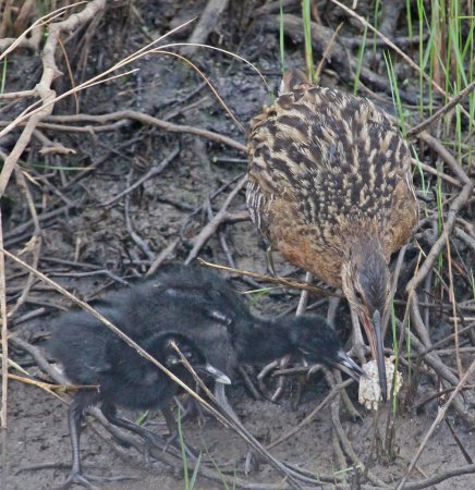 Photo (18): King Rail