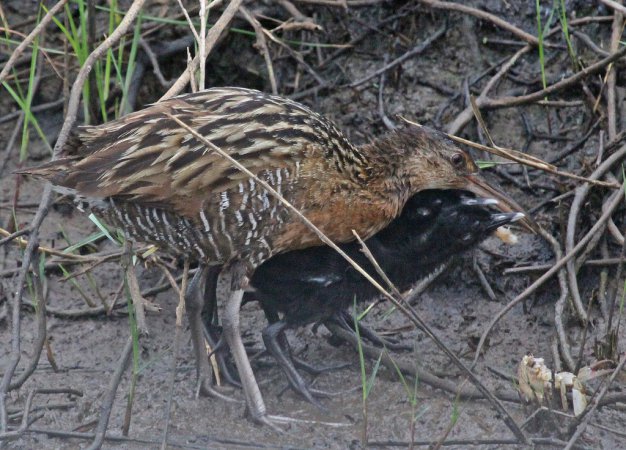 Photo (16): King Rail