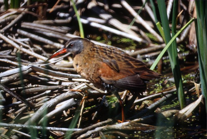 Photo (19): Virginia Rail