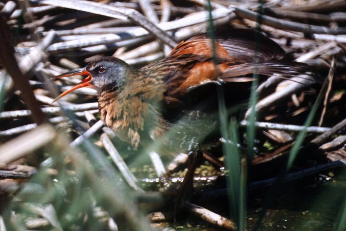 Photo (11): Virginia Rail