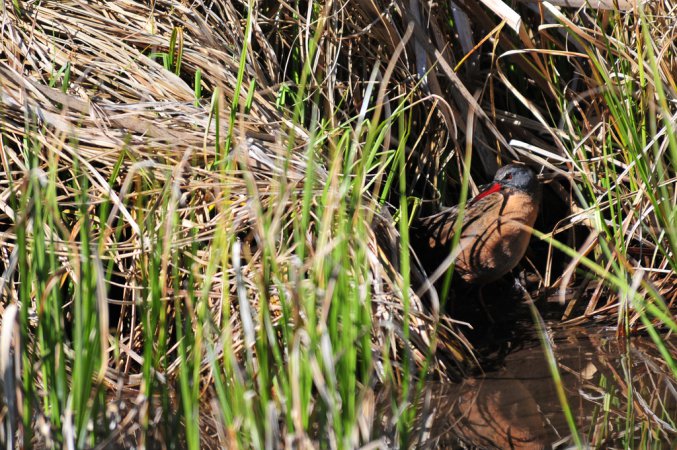 Photo (15): Virginia Rail