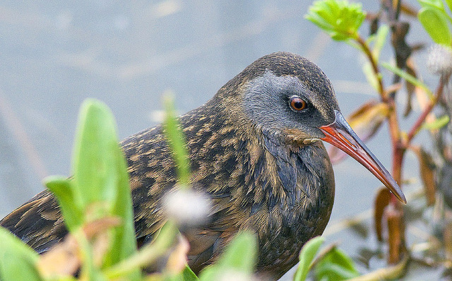 Photo (3): Virginia Rail