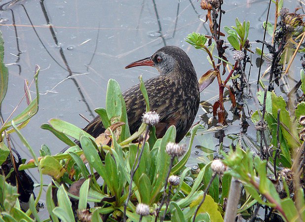 Photo (8): Virginia Rail