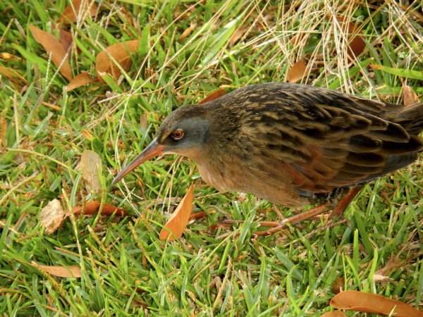 Photo (6): Virginia Rail