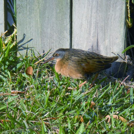 Photo (12): Virginia Rail