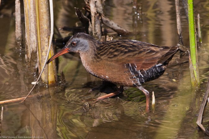 Photo (4): Virginia Rail