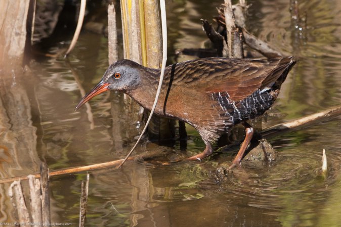 Photo (1): Virginia Rail