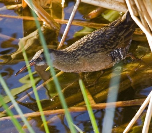 Photo (13): Virginia Rail