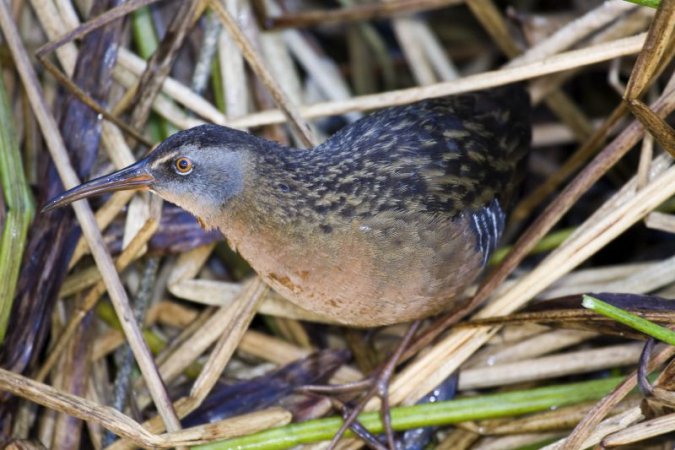 Photo (9): Virginia Rail