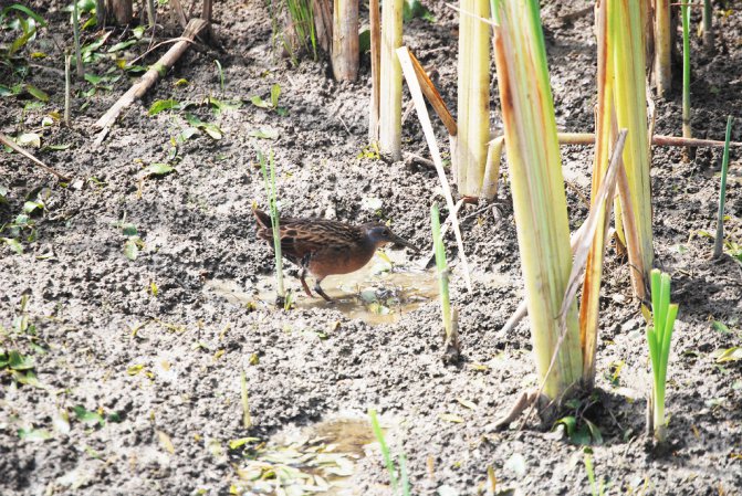 Photo (14): Virginia Rail