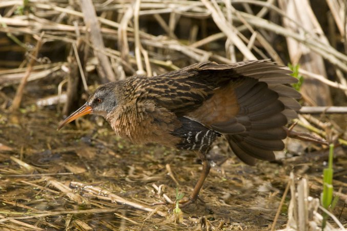 Photo (7): Virginia Rail