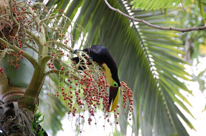 Photo (3): Black-mandibled Toucan