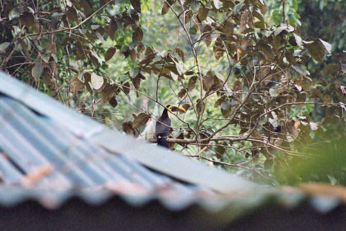 Photo (5): Black-mandibled Toucan