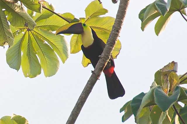 Photo (1): Black-mandibled Toucan