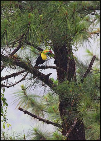 Photo (9): Keel-billed Toucan